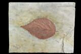 Fossil Leaf (Beringiaphyllum) - Glendive Montana #95309-1